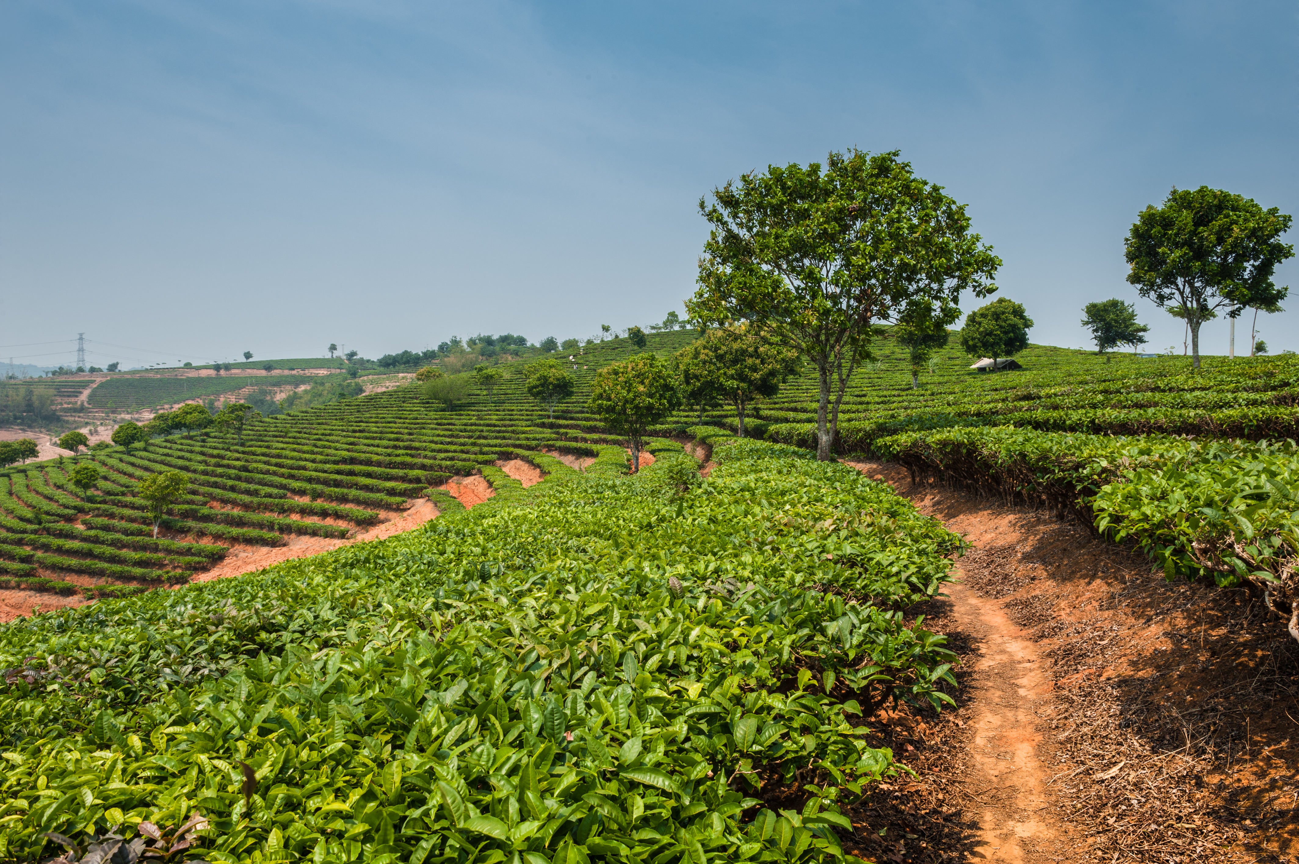 Tea plants in a field